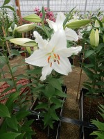 [5523 PO23 Iceking No01.JPG]